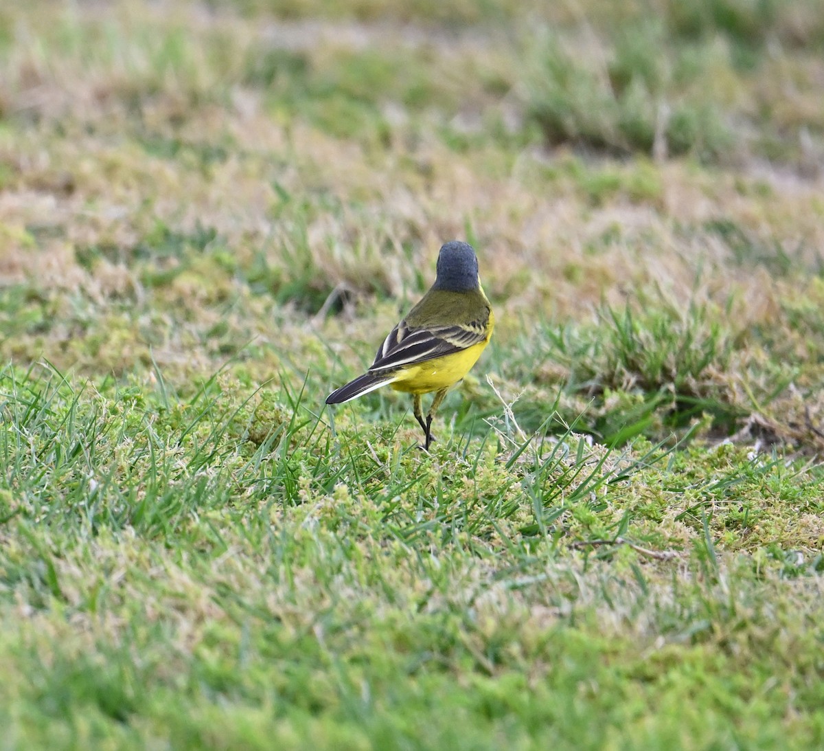 Western Yellow Wagtail (thunbergi) - ML636394634