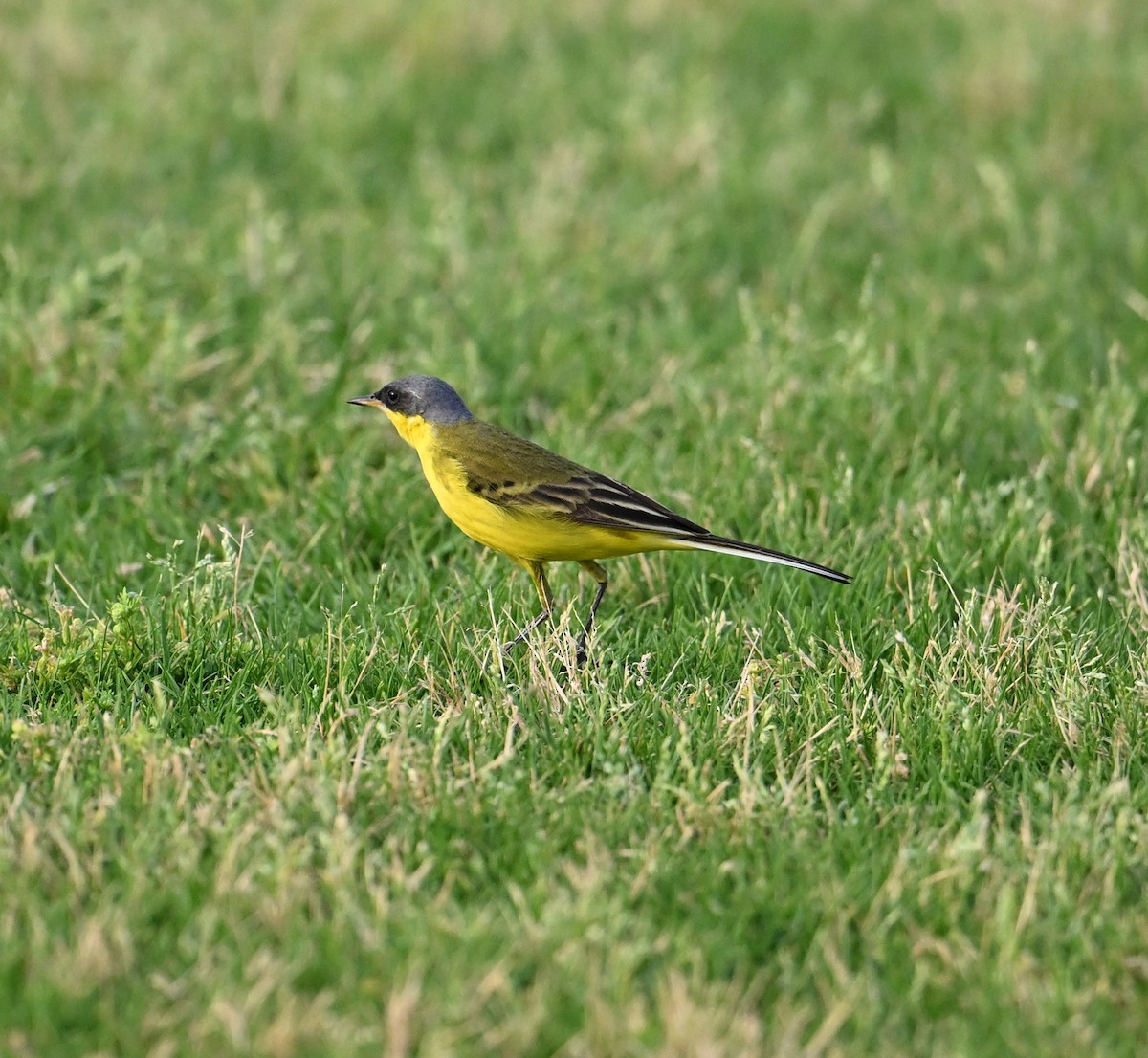 Western Yellow Wagtail (thunbergi) - ML636394635