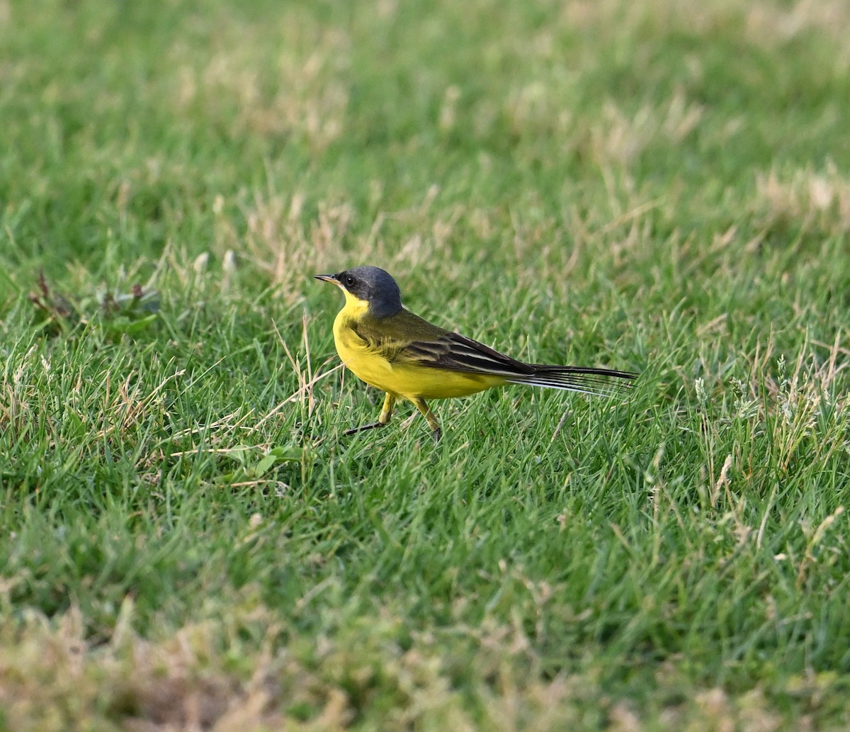 Western Yellow Wagtail (thunbergi) - ML636394636