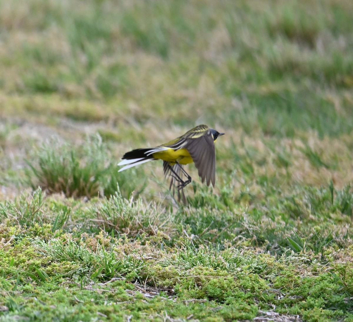 Western Yellow Wagtail (thunbergi) - ML636394637
