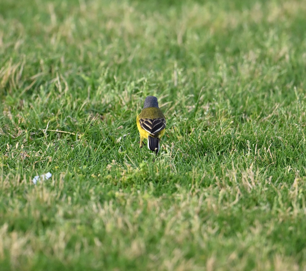 Western Yellow Wagtail (thunbergi) - ML636394638