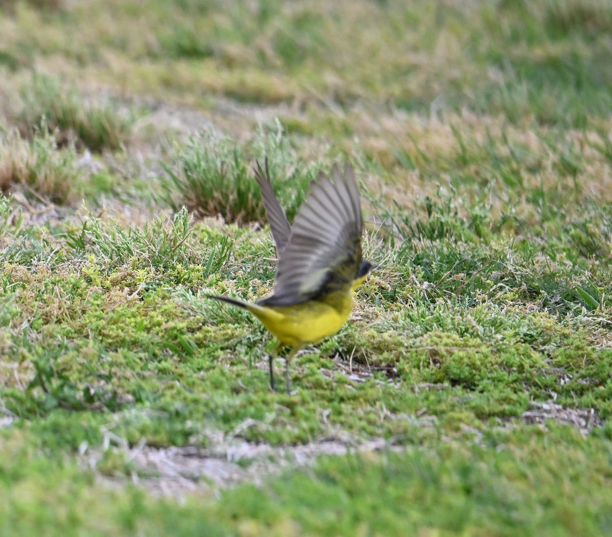 Western Yellow Wagtail (thunbergi) - ML636394639