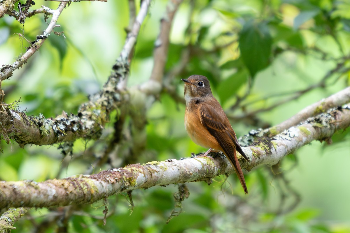Ferruginous Flycatcher - 任謙 黃