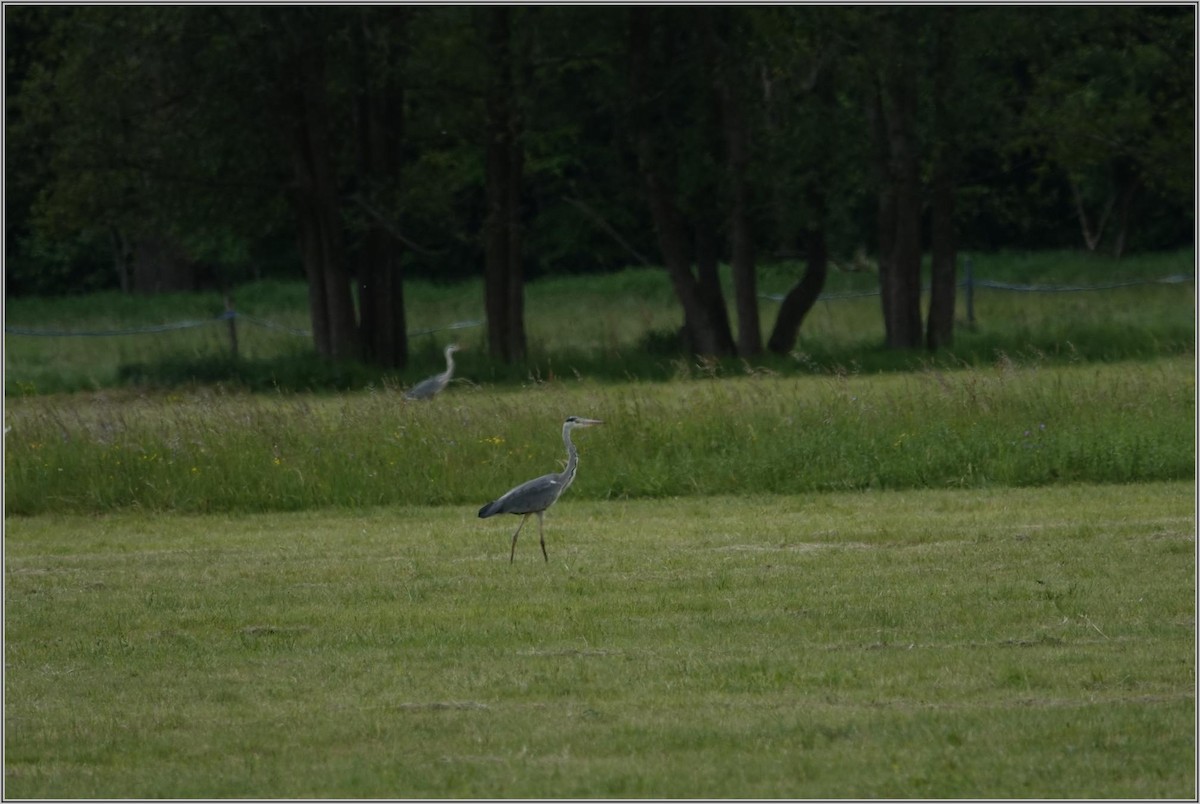 Gray Heron - ML636394774