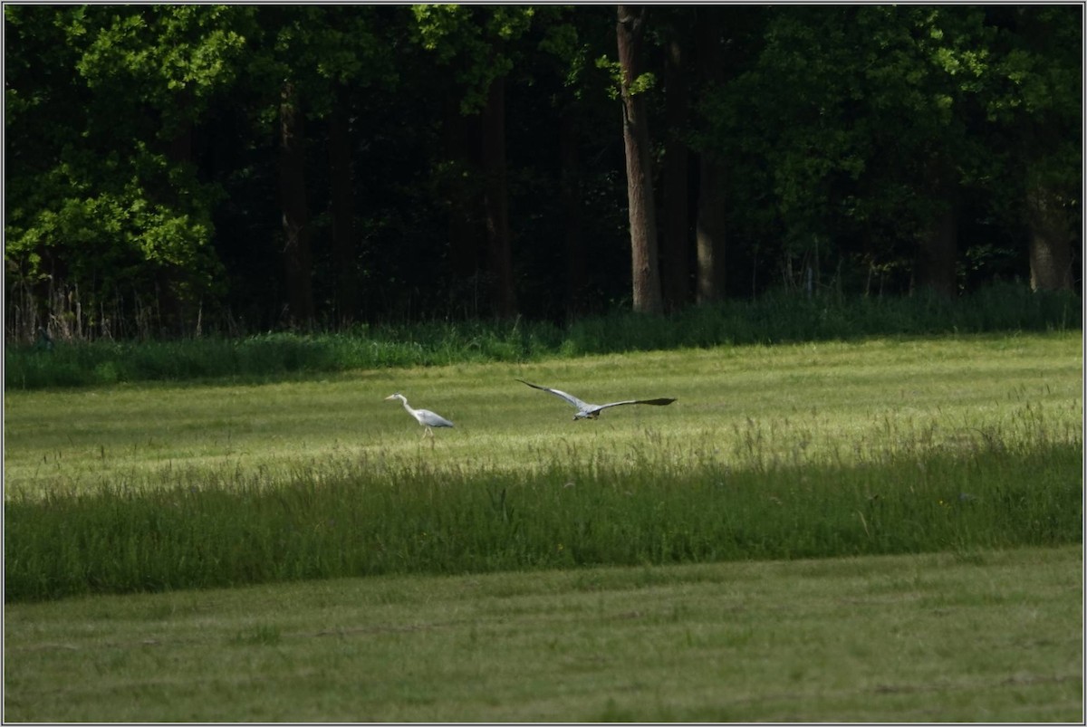 Gray Heron - ML636394775