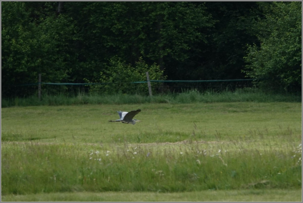 Gray Heron - ML636394776