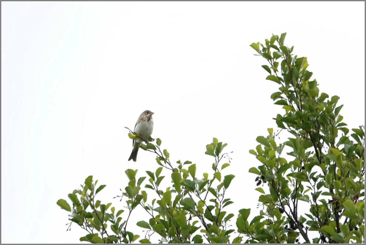 Corn Bunting - ML636394788