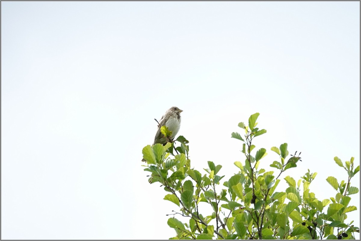 Corn Bunting - ML636394789