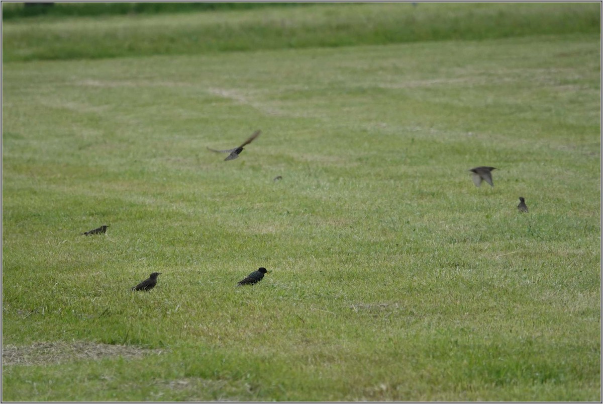 European Starling - ML636394794