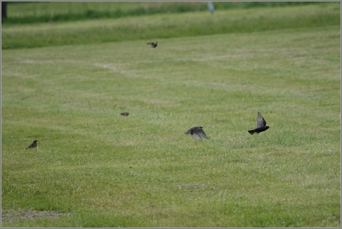 European Starling - ML636394795