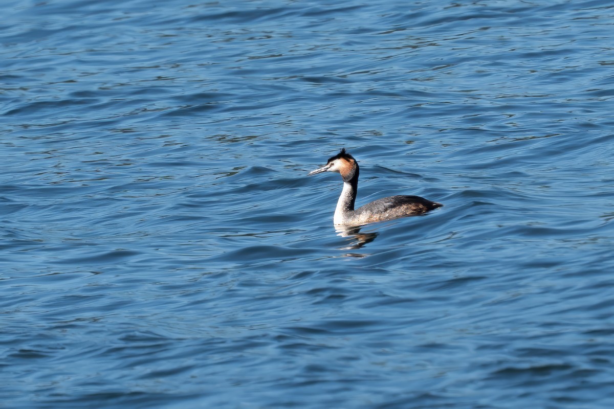 Great Crested Grebe - ML636394965