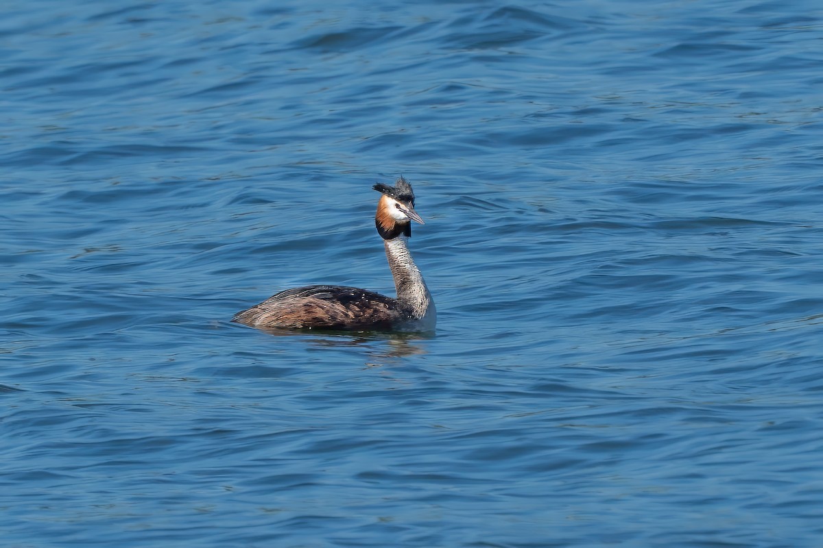 Great Crested Grebe - ML636394966