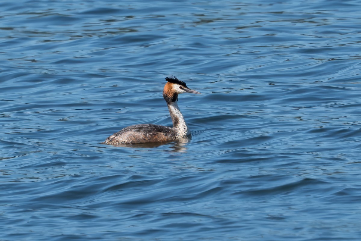 Great Crested Grebe - ML636394968