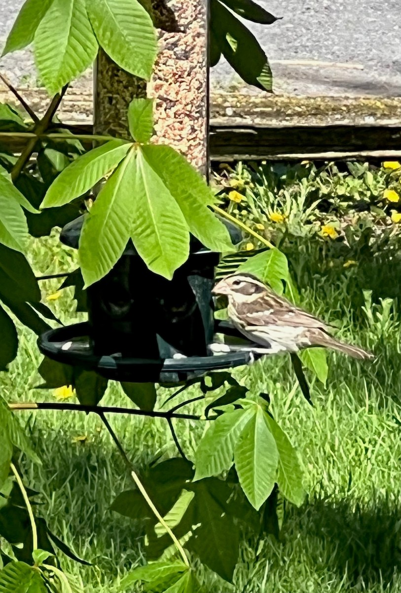 Rose-breasted Grosbeak - ML636394975