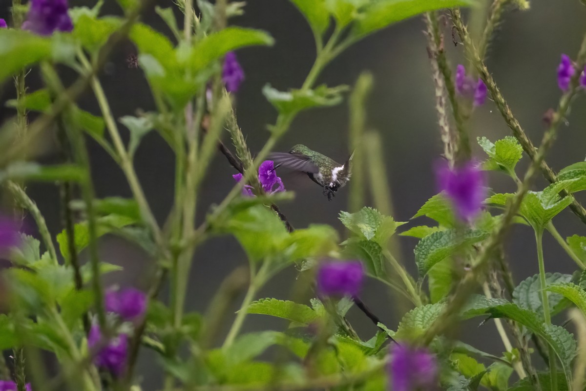 Black-bellied Thorntail - ML636395048
