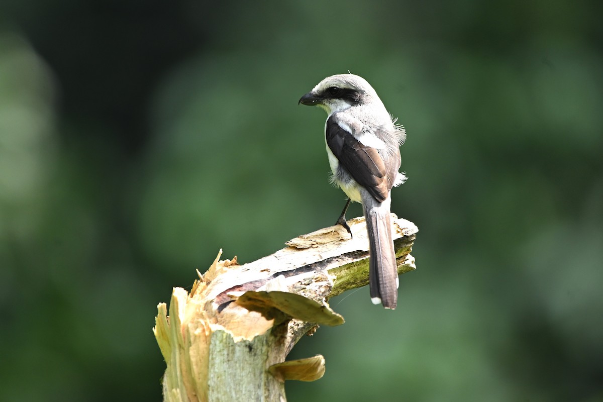 Mackinnon's Shrike - ML636395053