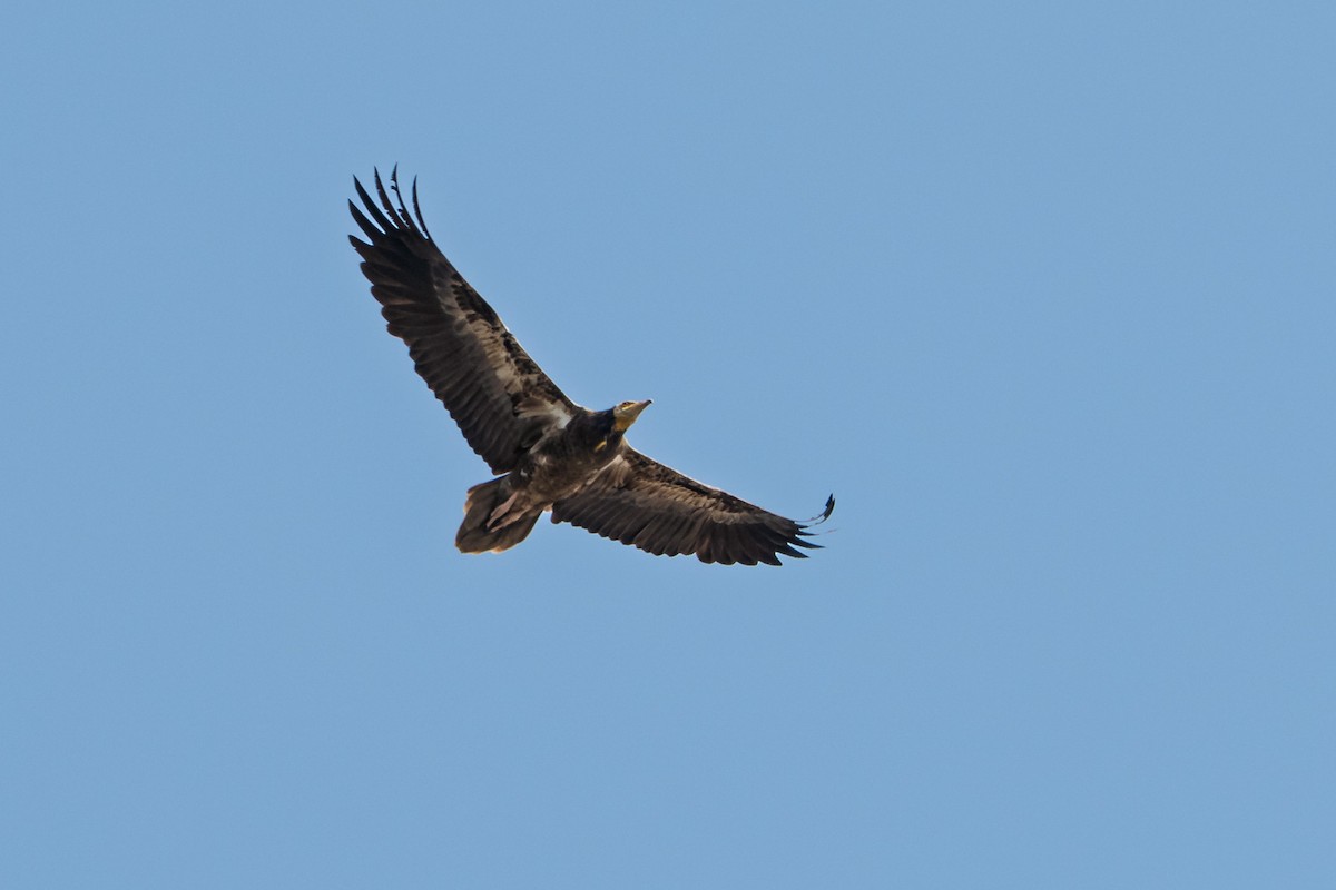 Egyptian Vulture - ML636395156