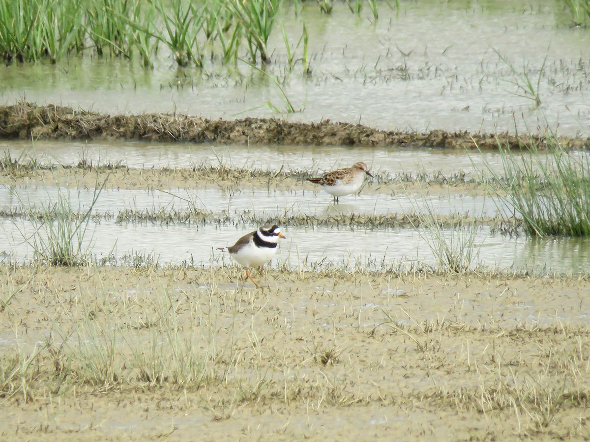 Corriere grosso - ML636395182