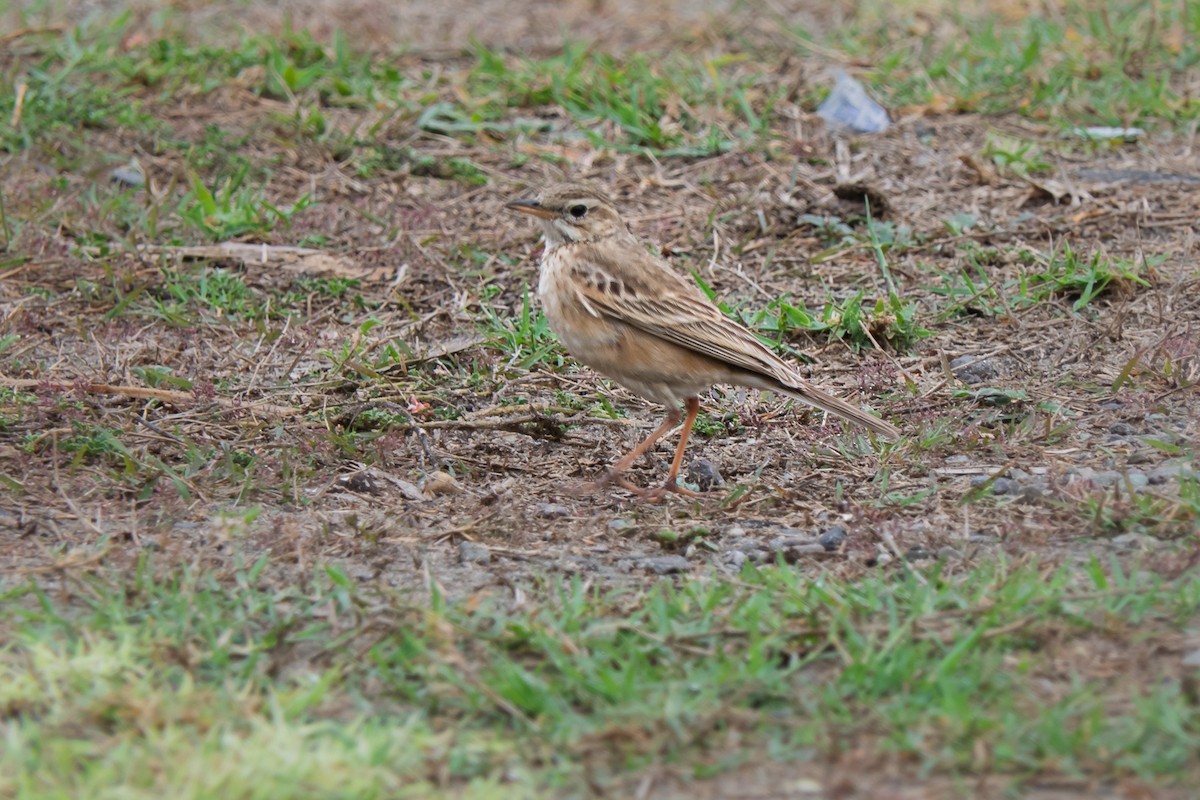 Paddyfield Pipit - ML636395187