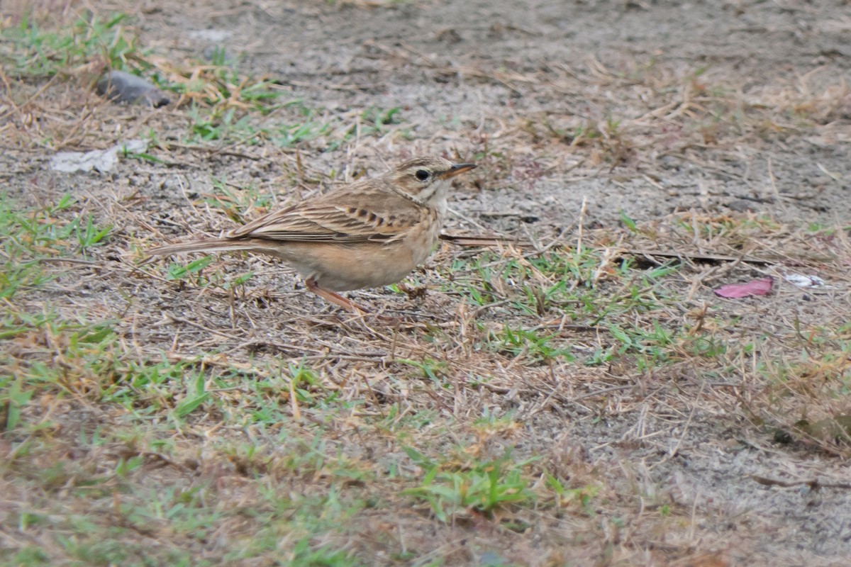 Paddyfield Pipit - ML636395188