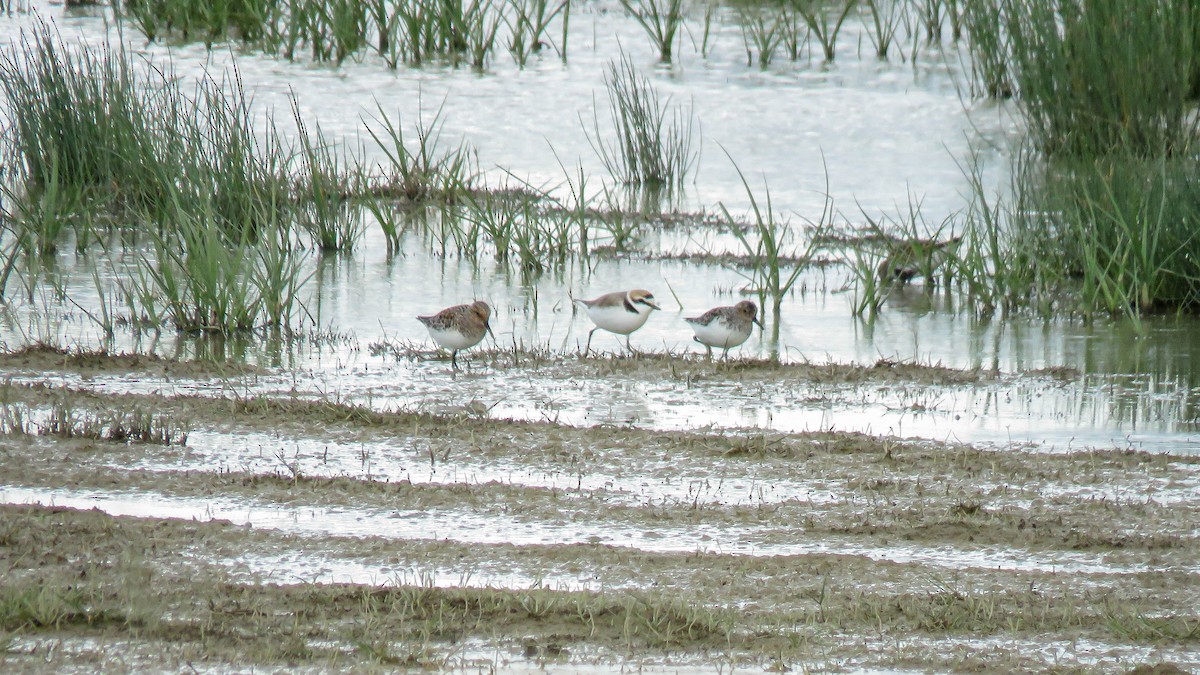 Fratino - ML636395194