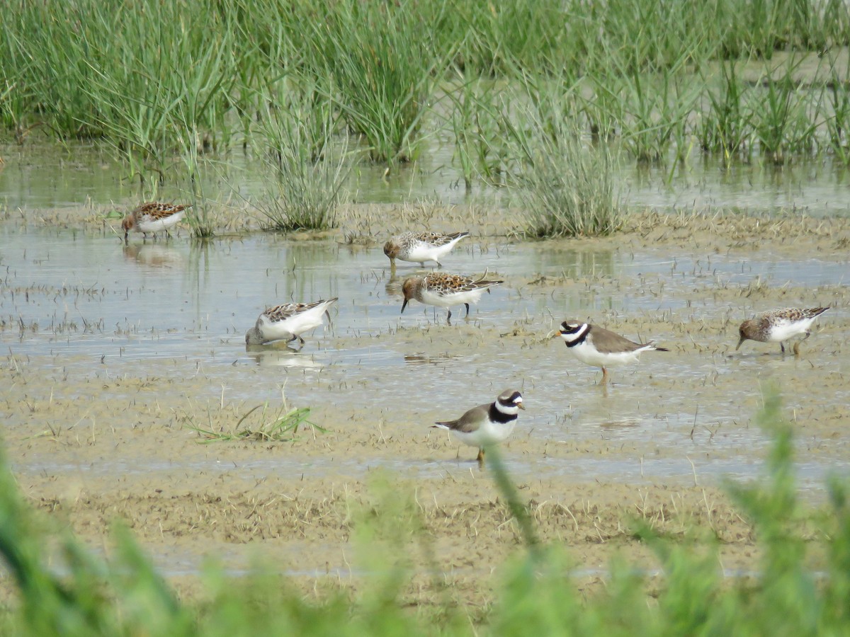 Piovanello tridattilo - ML636395202