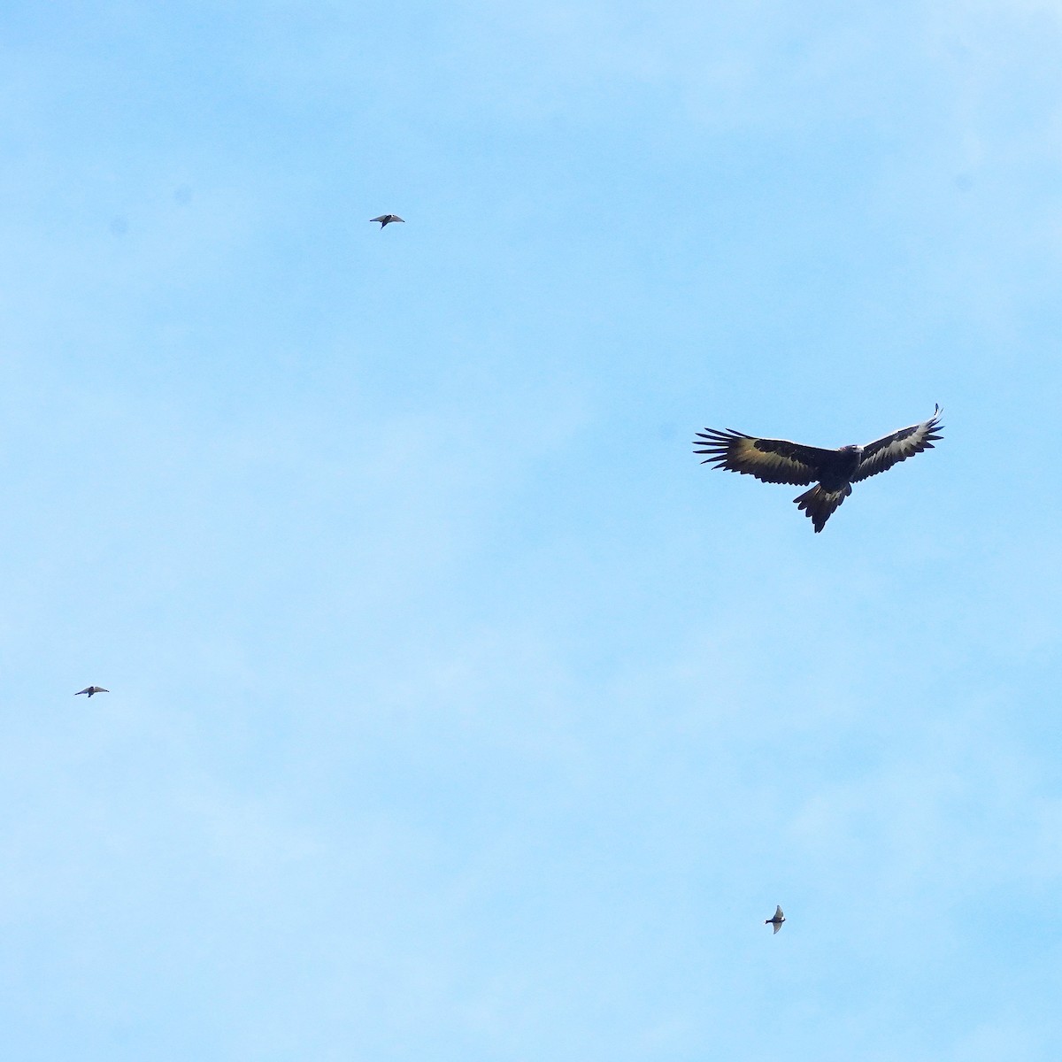 Wedge-tailed Eagle - ML636395206