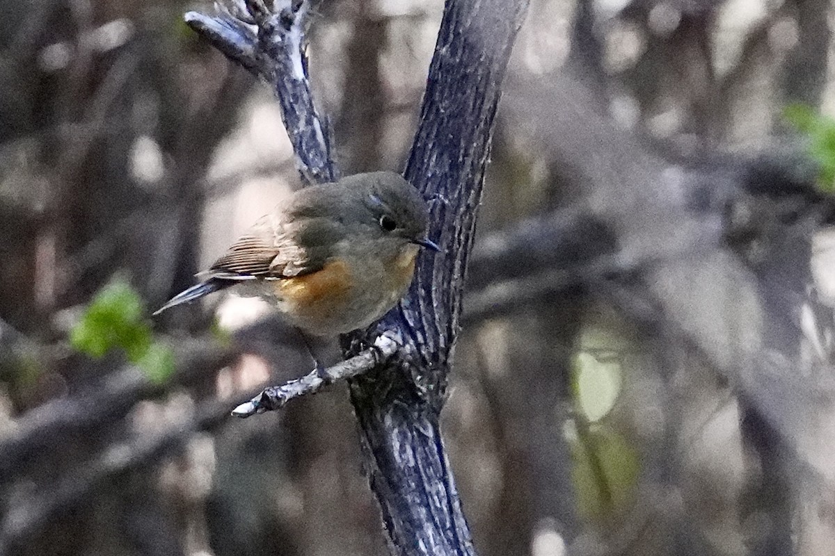 Himalayan Bluetail - ML636395207