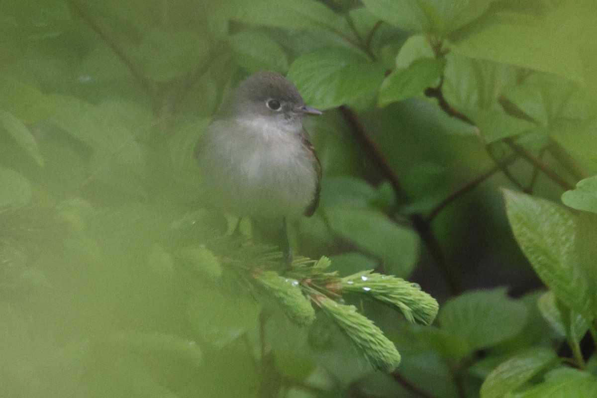 Least Flycatcher - ML636395208