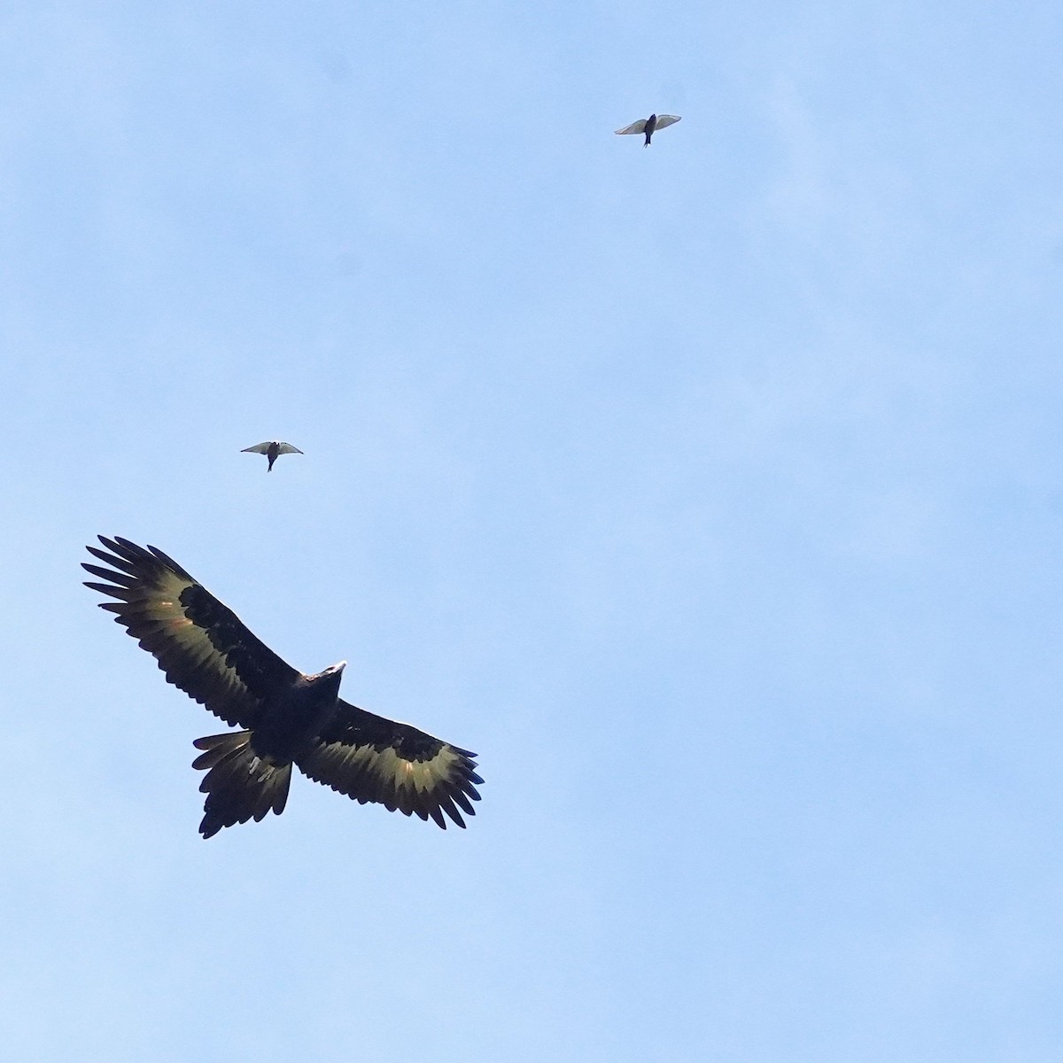 Wedge-tailed Eagle - ML636395211