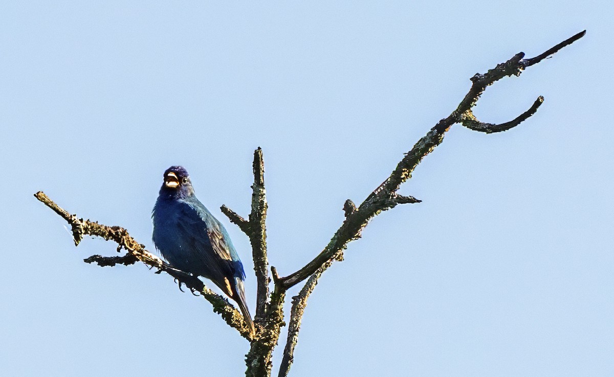 Indigo Bunting - ML636395219