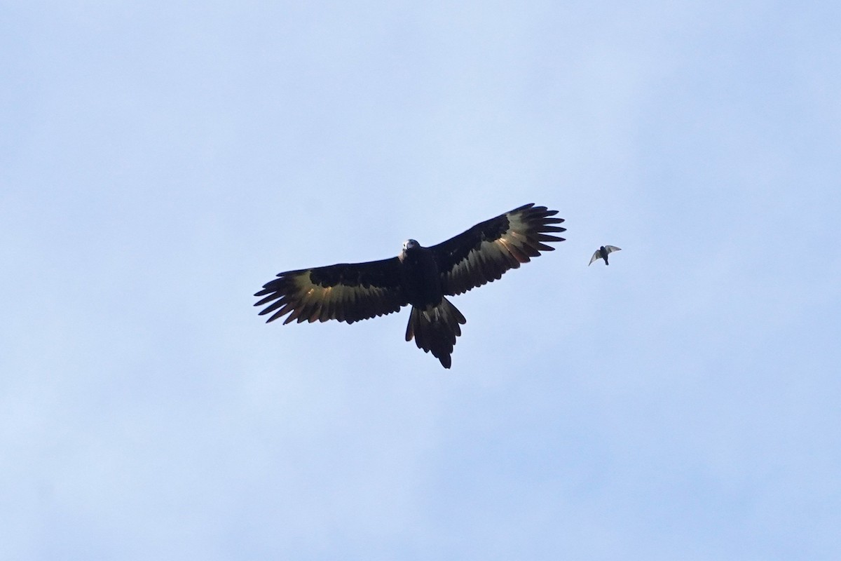Wedge-tailed Eagle - ML636395220