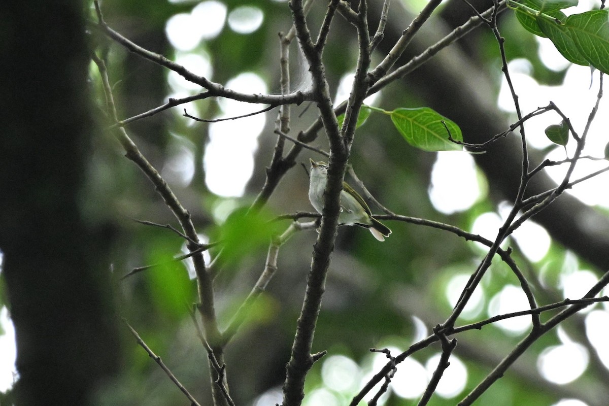 Uganda Woodland-Warbler - ML636395224
