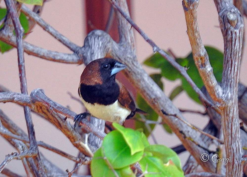 Javan Munia - ML636395225