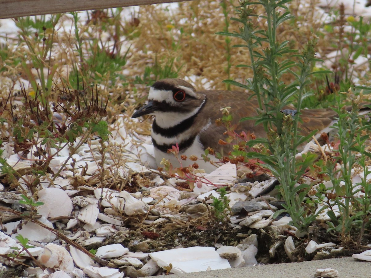 Killdeer - ML636395229