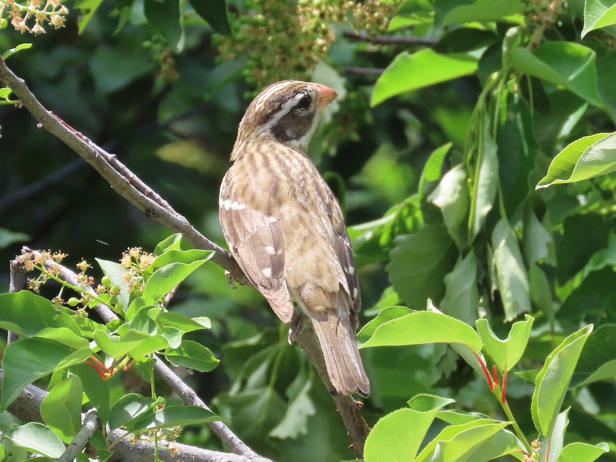 Rose-breasted Grosbeak - ML636395235