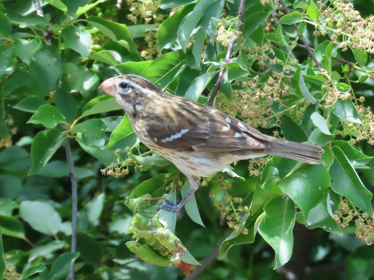 Rose-breasted Grosbeak - ML636395236