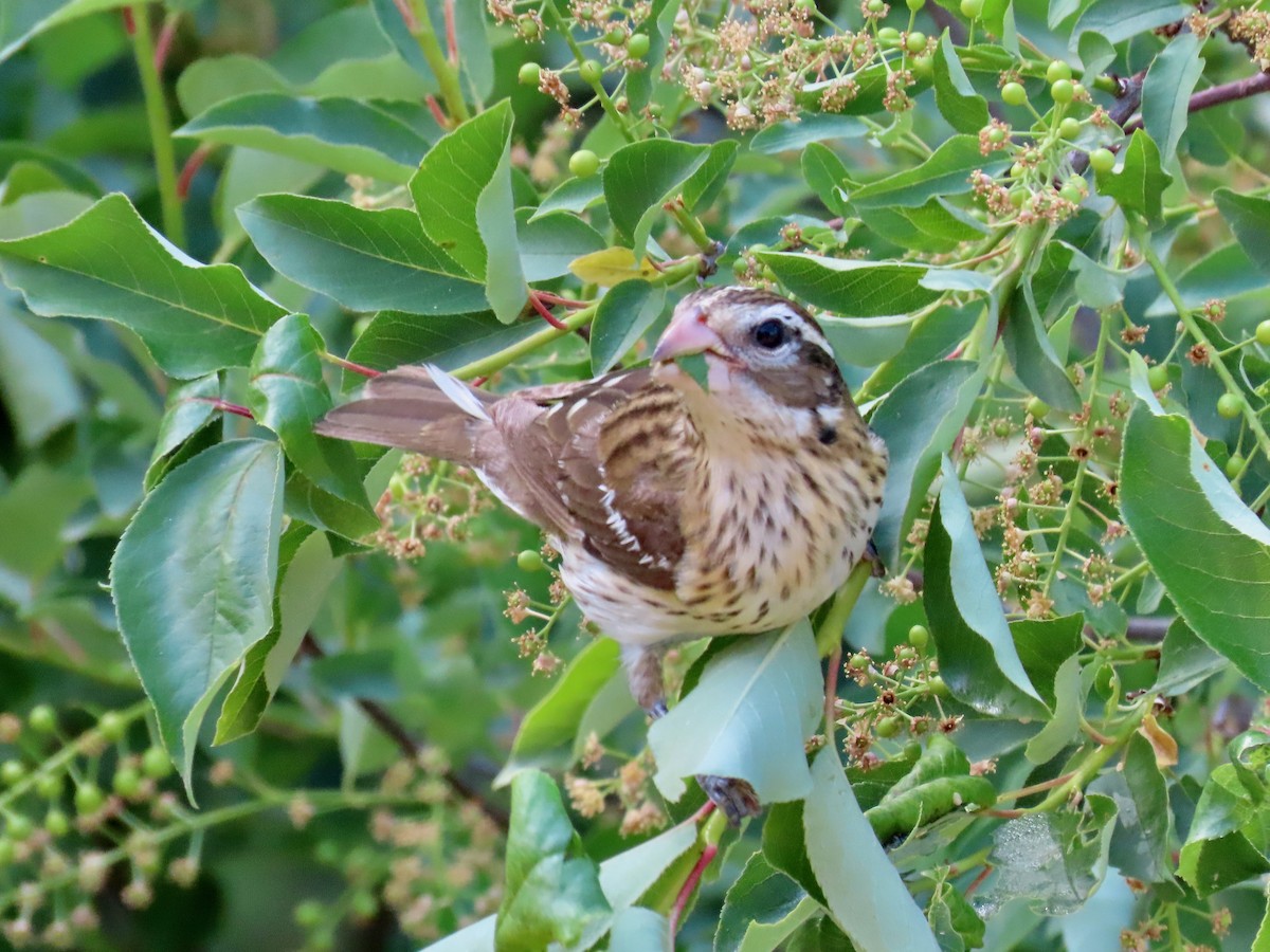 Rose-breasted Grosbeak - ML636395237