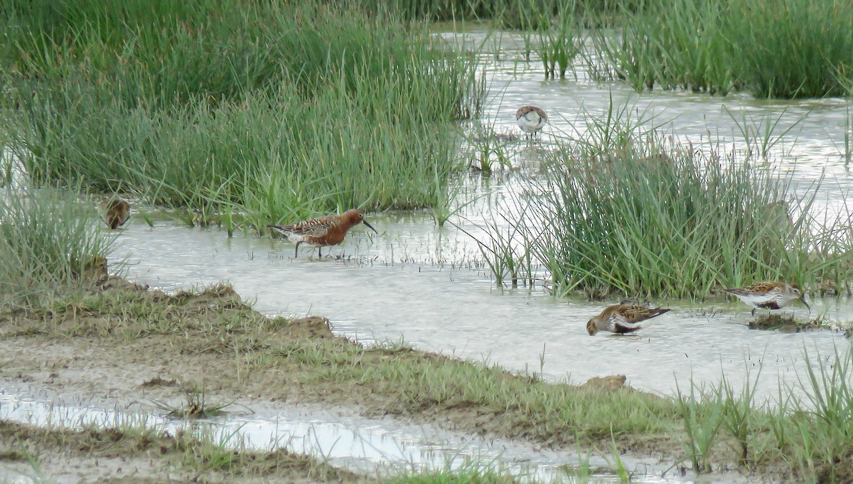 Piovanello comune - ML636395256