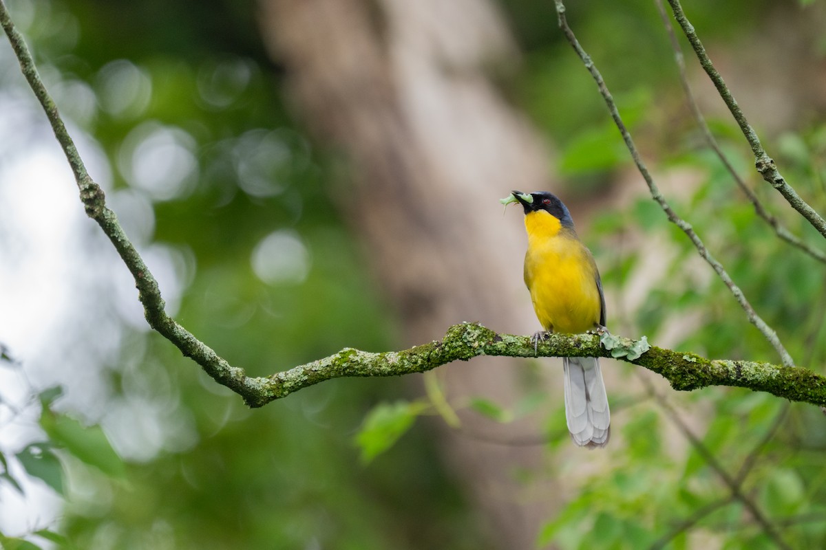Blue-crowned Laughingthrush - ML636395369