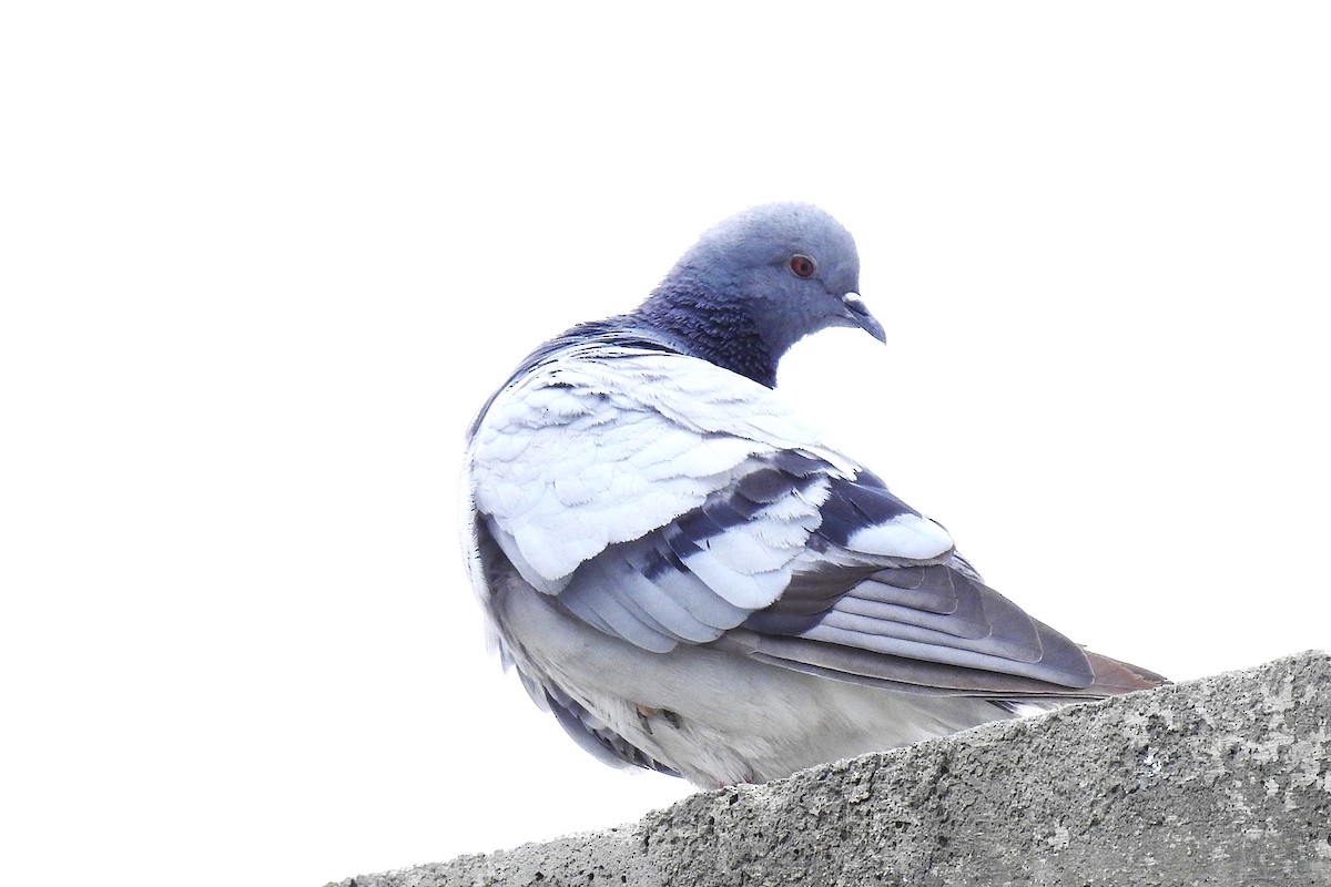Pigeon des rochers - ML636395487