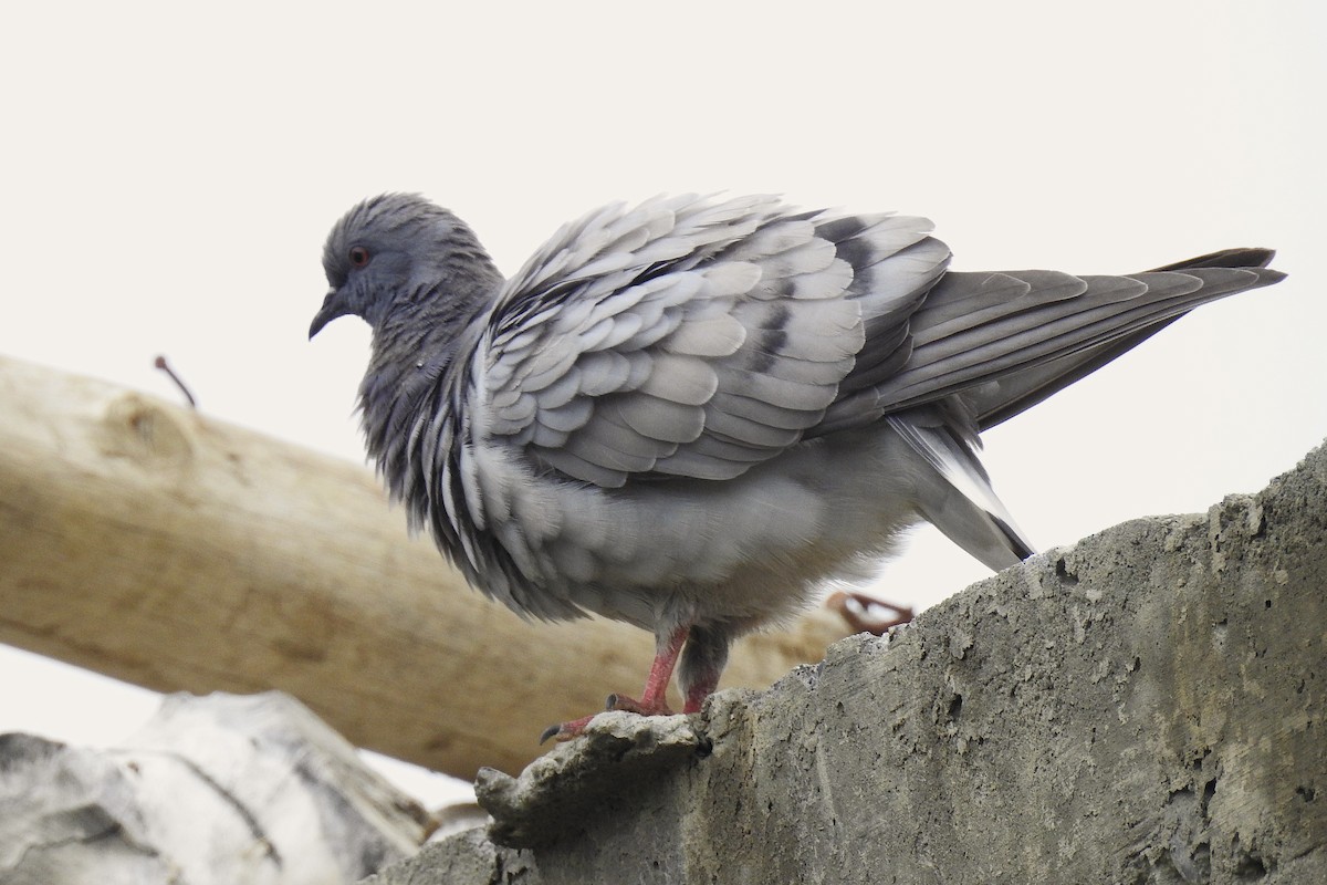 Pigeon des rochers - ML636395488