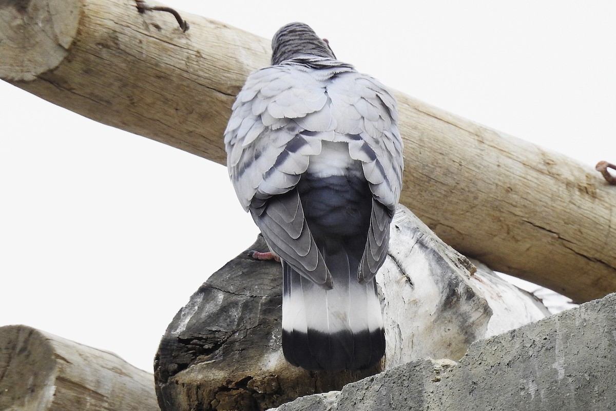 Pigeon des rochers - ML636395489