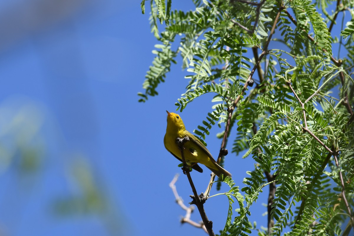 Wilson's Warbler - ML636395786