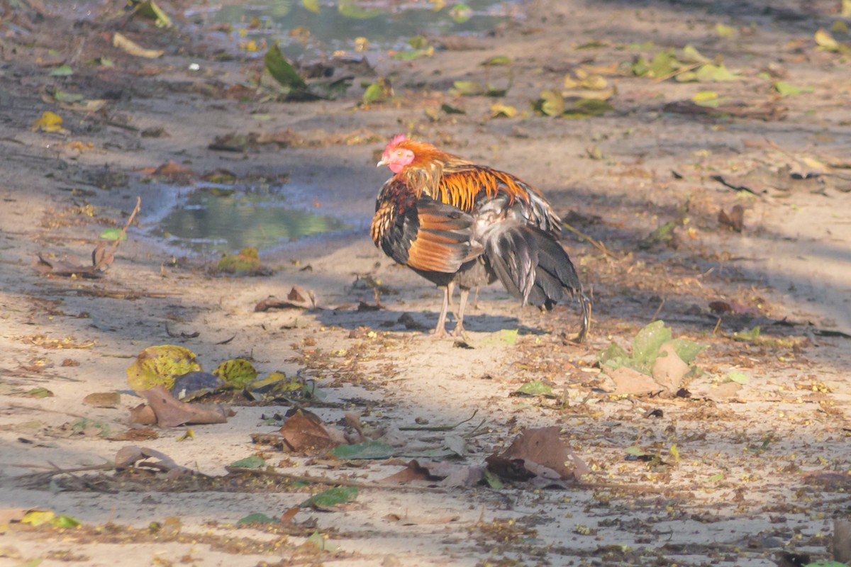 Red Junglefowl - ML636395798