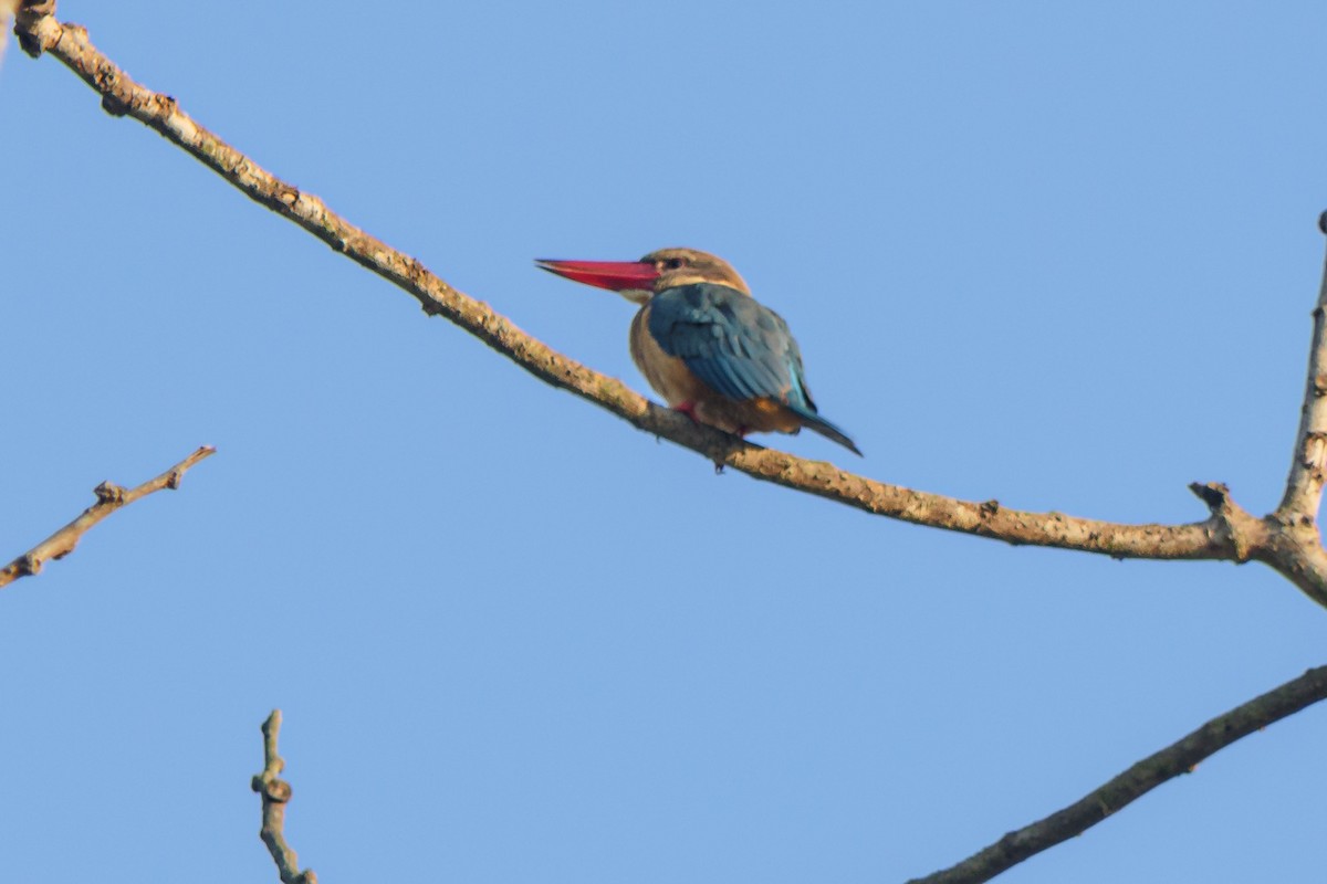 Stork-billed Kingfisher - ML636395803