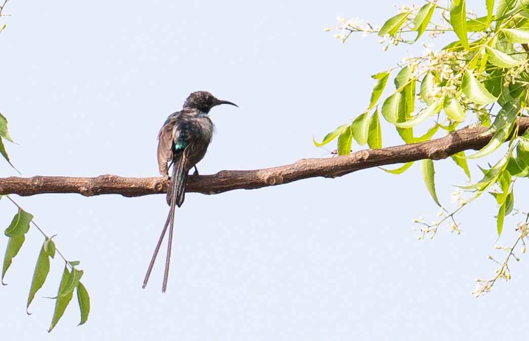 Beautiful Sunbird - ML636395808