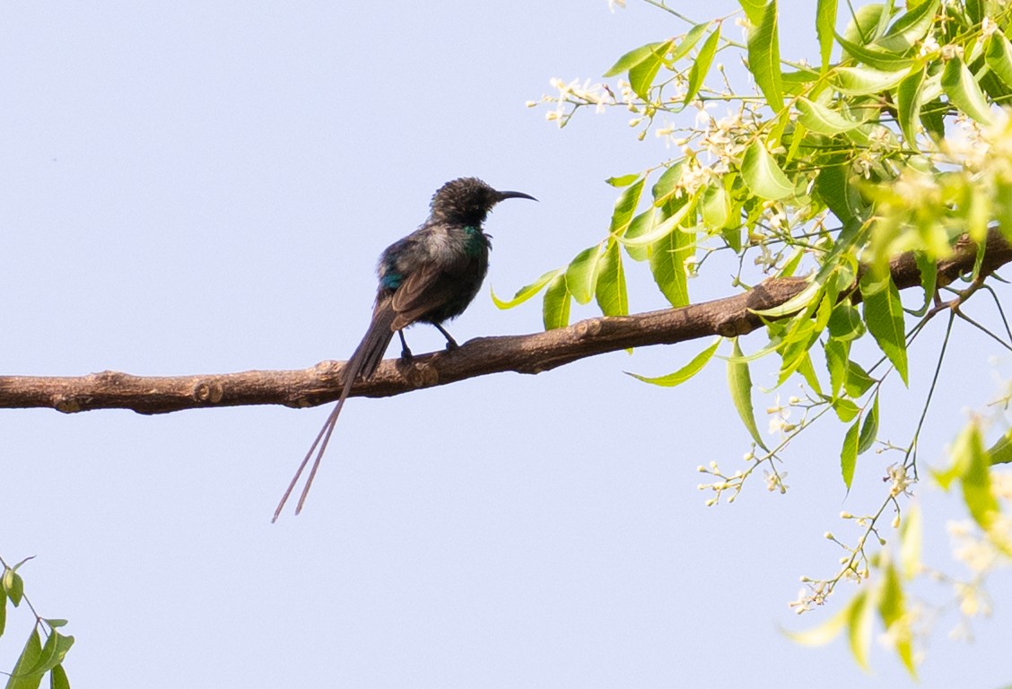Beautiful Sunbird - ML636395809