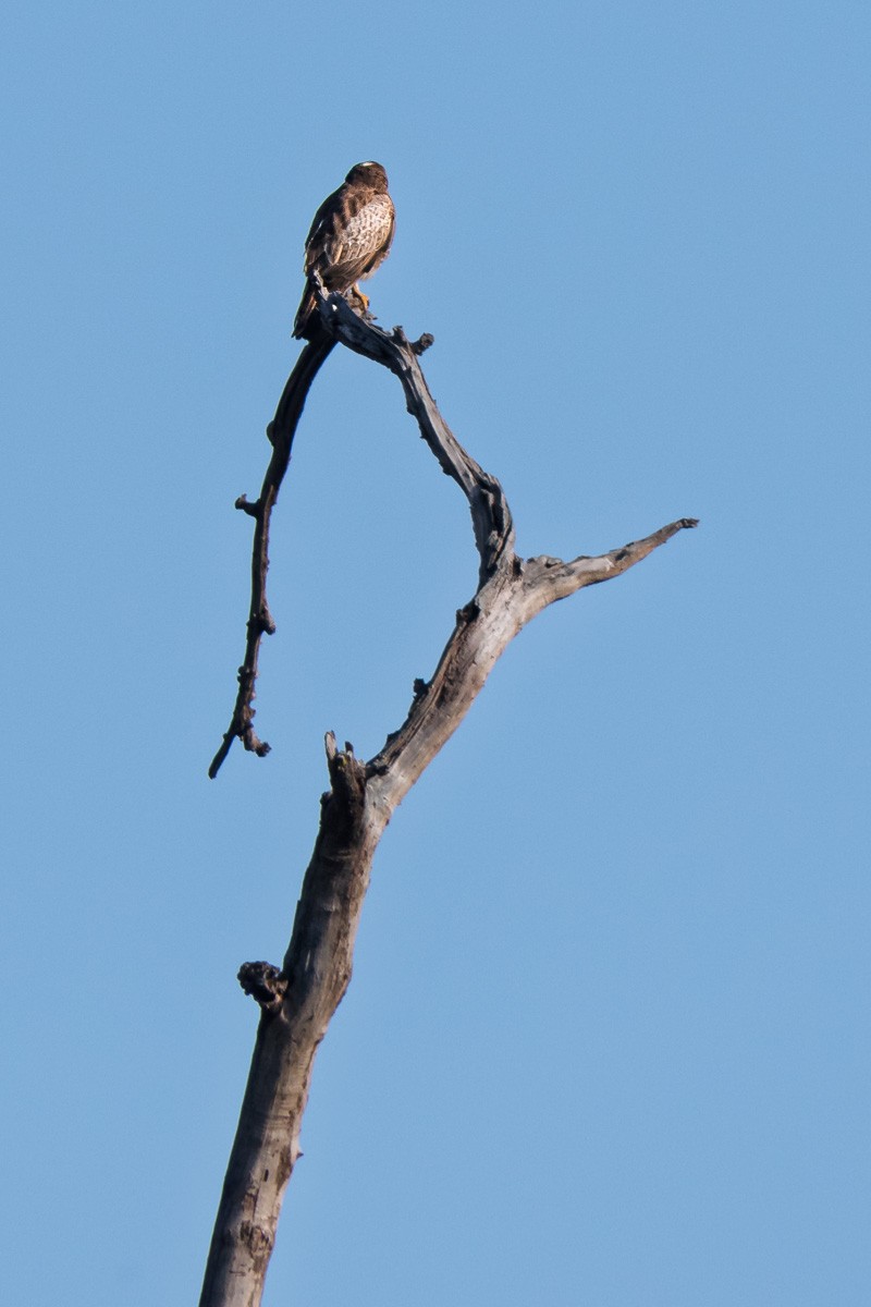 White-eyed Buzzard - ML636395821