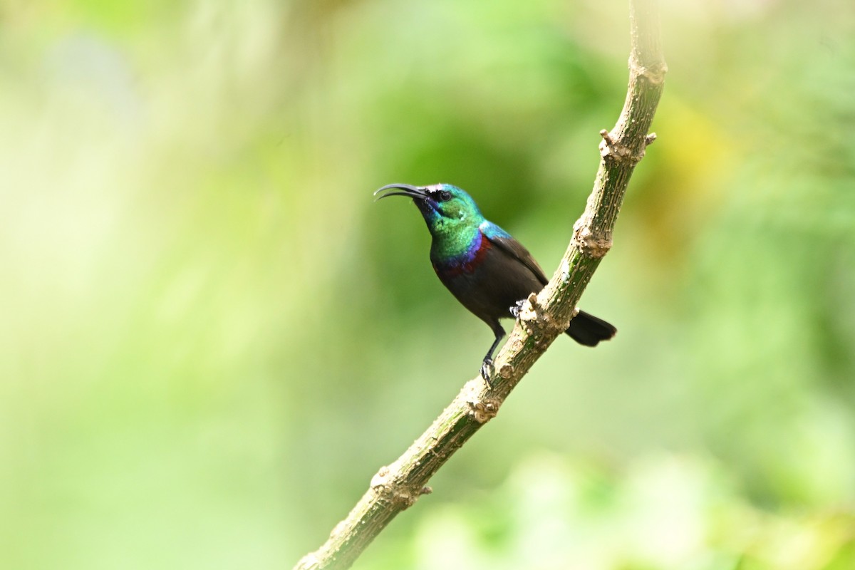 キフサタイヨウチョウ - ML636395874